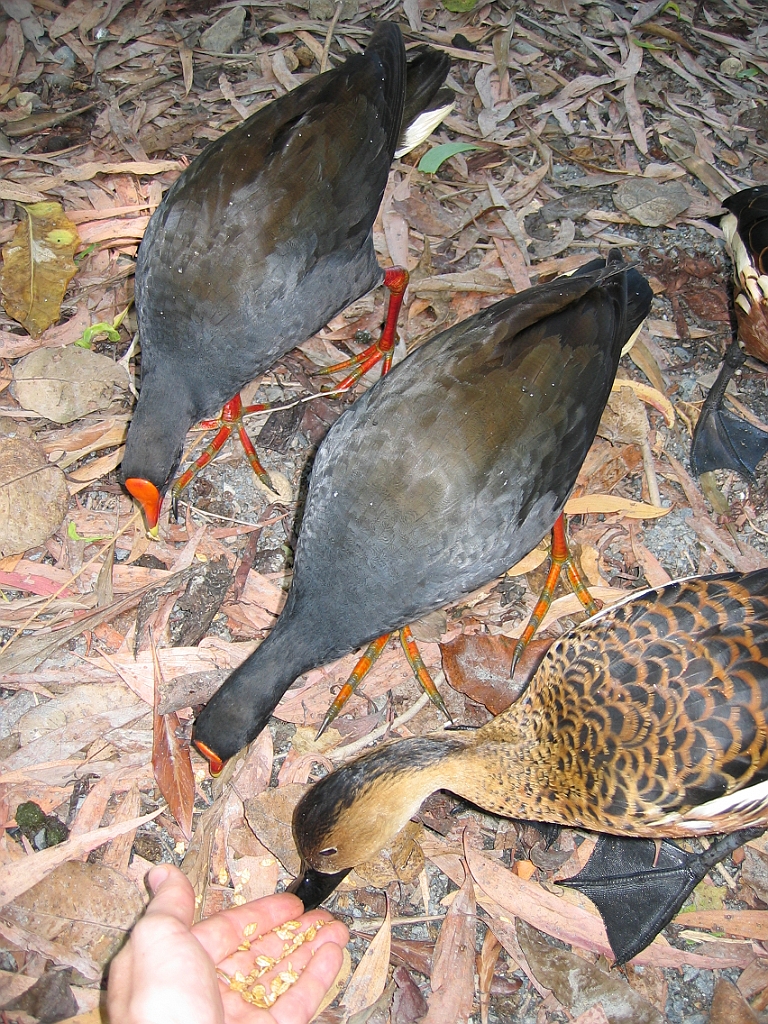 242 Wildlife Habitat Port Douglas.jpg